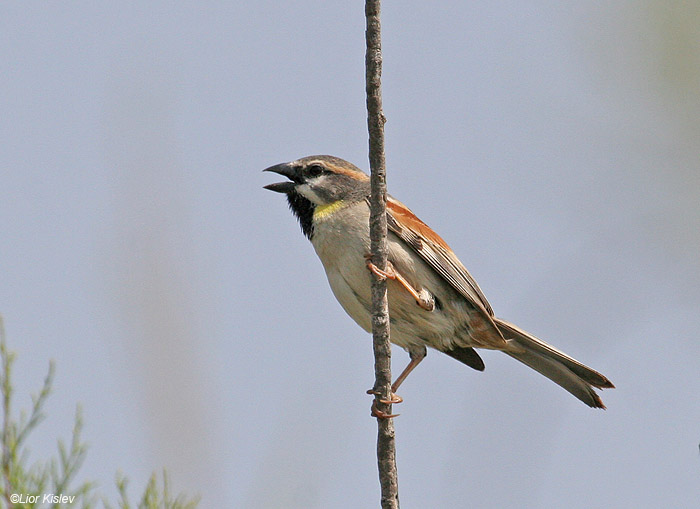     Dead Sea Sparrow Passer moabiticus                      2009.:              